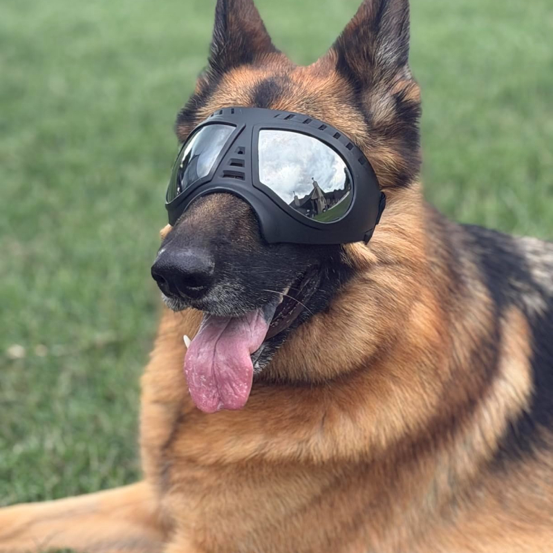 نظارات للحيوانات الأليفة للكلا - مراجعة Snow Goggle Uv وسعره