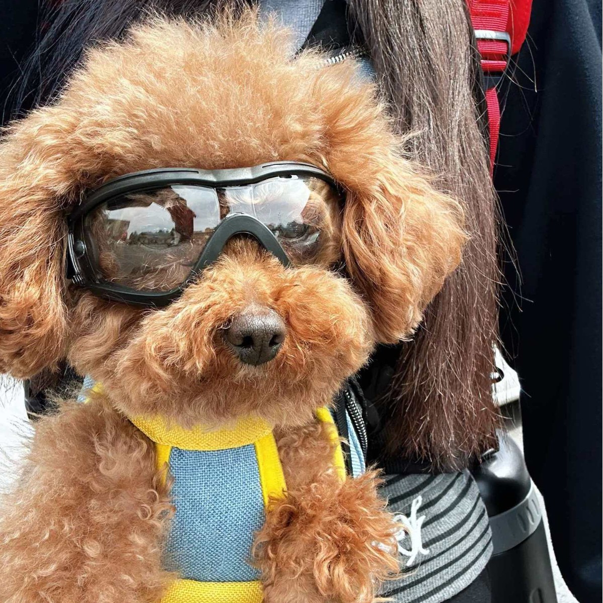 نظارات شمسية قابلة للتعديل للك - مراجعة Snow Goggle Uv وسعره
